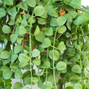 String of Nickels, Dischidia nummularia, Houseplant, Terrarium, Terrarium Plant