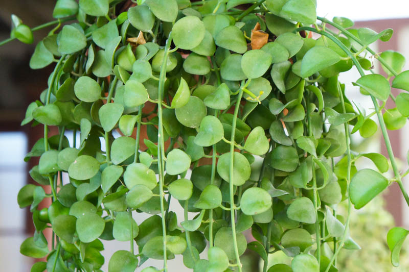 String of Nickels, Dischidia nummularia, Houseplant, Terrarium, Terrarium Plant