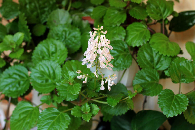 Swedish Ivy, Plectranthus verticillatus, Houseplant, Terrarium