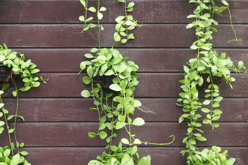String of Nickels, Dischidia nummularia, Houseplant, Terrarium, Terrarium Plant