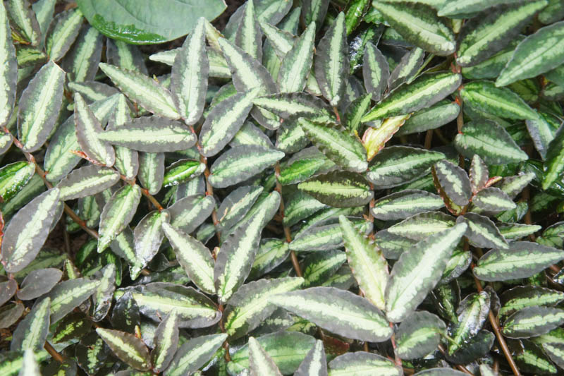 Pellionia repens, Trailing watermelon begonia, Houseplant, Terrarium