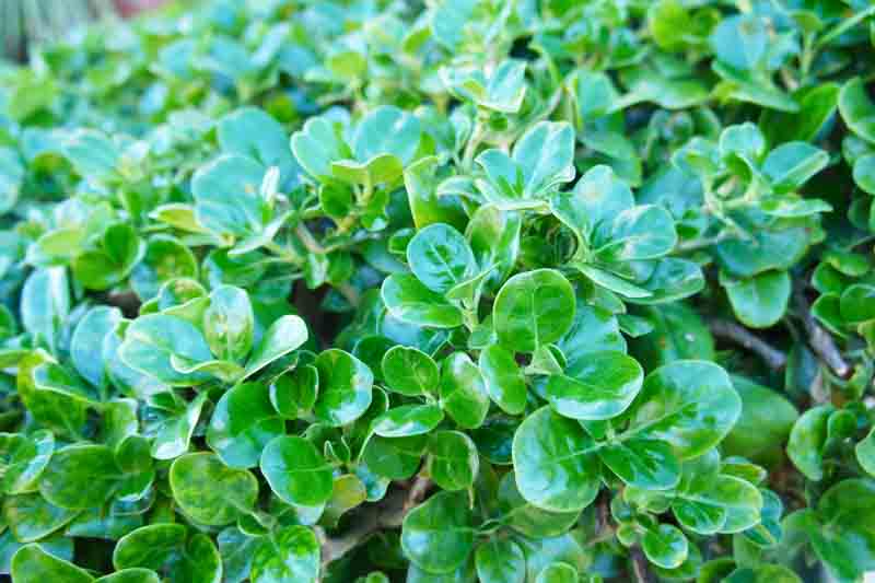 Coprosma repens, Mirror Plant, Looking Glass Plant, Evergreen Shrub