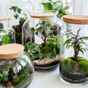 Closed Terrarium, Terrarium Plants, Terrarium
