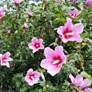 Hibiscus, Hardy Hibiscus, Rose of Sharon, Tropical Hibicus, Tropical Shrubs