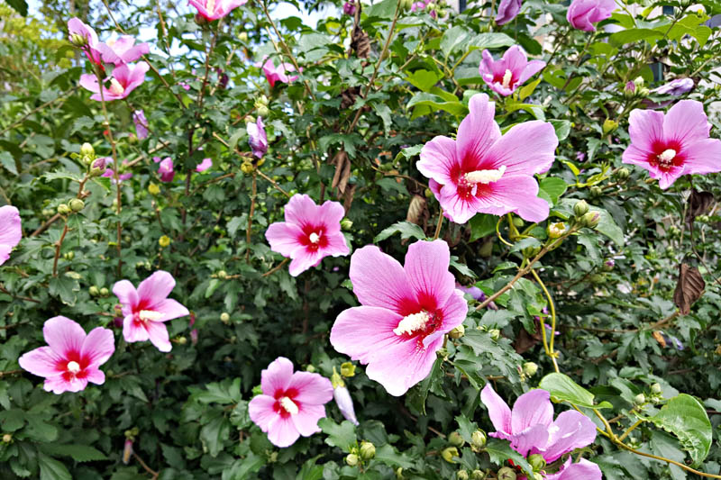 Hibiscus, Hardy Hibiscus, Rose of Sharon, Tropical Hibicus, Tropical Shrubs