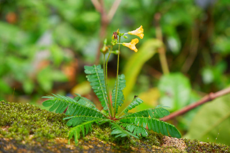 Little Tree Plant, Sensitive Plant, Biophytum Sensitivum, Houseplant, Terrarium