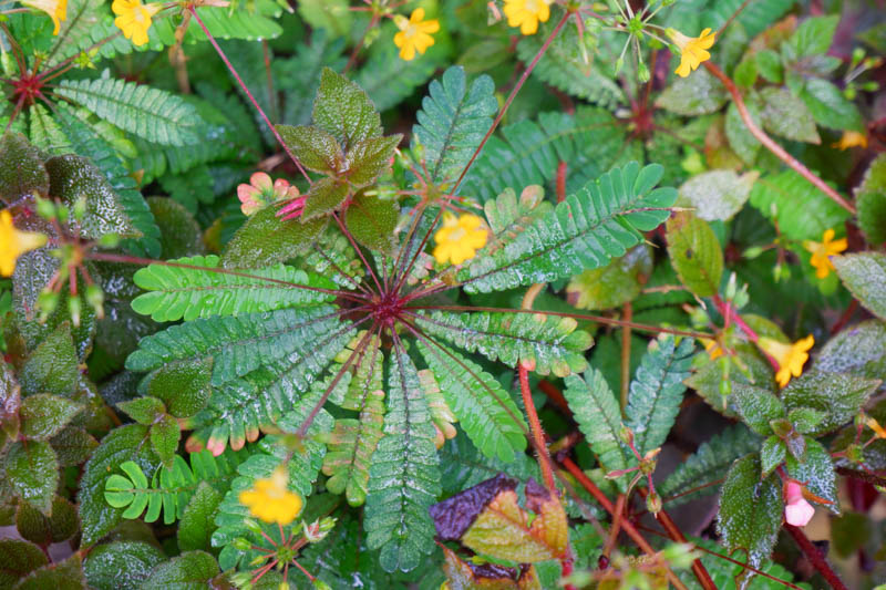 Little Tree Plant, Sensitive Plant, Biophytum Sensitivum, Houseplant, Terrarium