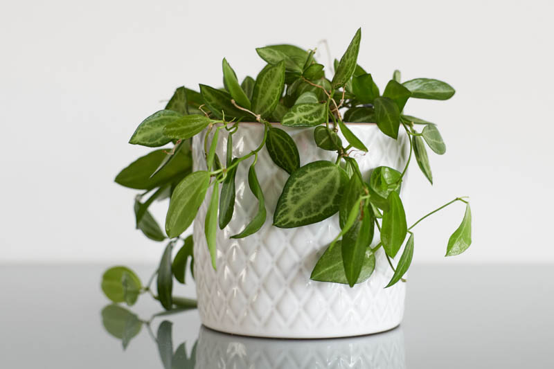Watermelon Dischidia, Dischidia ovata, Houseplant, Terrari
