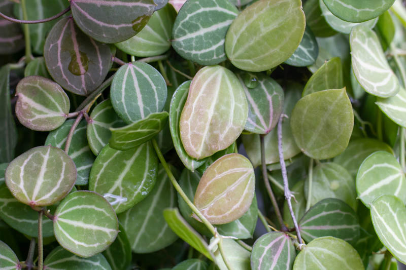 Watermelon Dischidia, Dischidia ovata, Houseplant, Terrarium, Hanging Basket