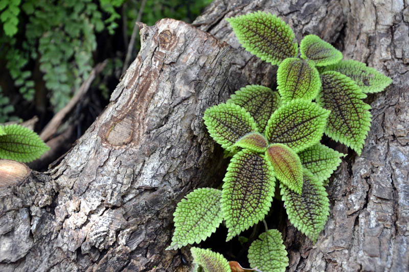 Moon Valley Friendship Plant, Moon Valley Pilea, Friendship Plant, Pilea involucrata, Houseplant, Terrarium