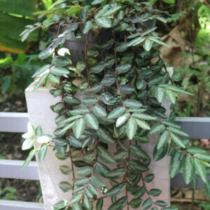 Pellionia repens, Trailing watermelon begonia, Houseplant, Terrarium