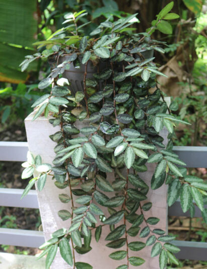 Pellionia repens, Trailing watermelon begonia, Houseplant, Terrarium