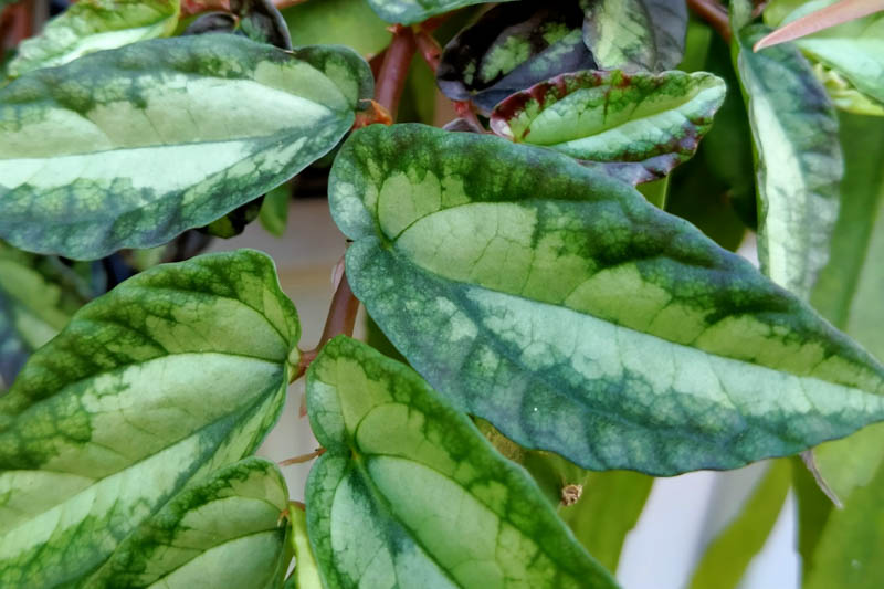 Pellionia repens, Trailing watermelon begonia, Houseplant, Terrarium