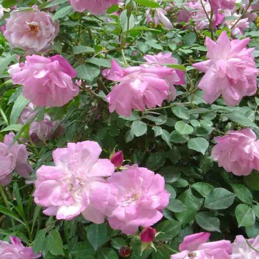 Rosa chinensis 'Old Blush', Chinese Rose, Pink Rose