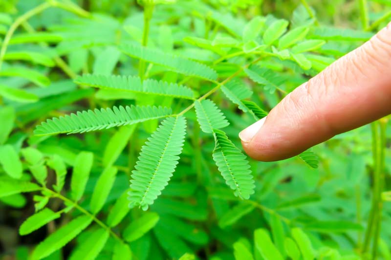 Sensitive Plant, Sleepy Plant, Action Plant, Touch-me-not, Shameplant, Mimosa pudica