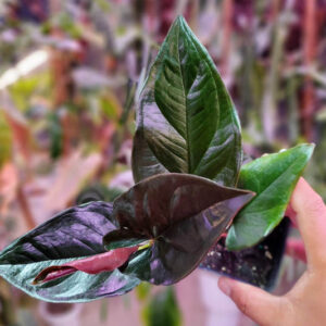 Syngonium Erythrophyllum, Red Arrow Syngonium, Terrarium, Houseplant