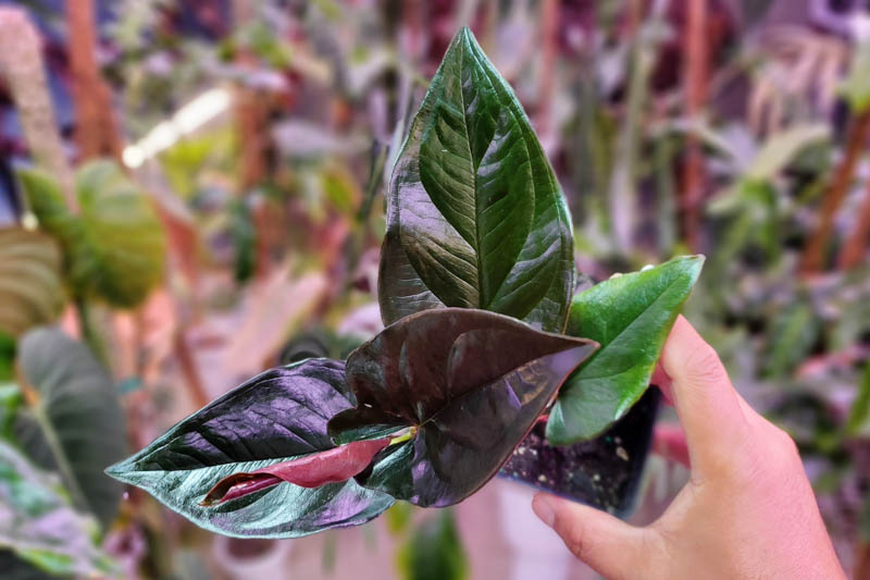 Syngonium Erythrophyllum, Red Arrow Syngonium, Terrarium, Houseplant
