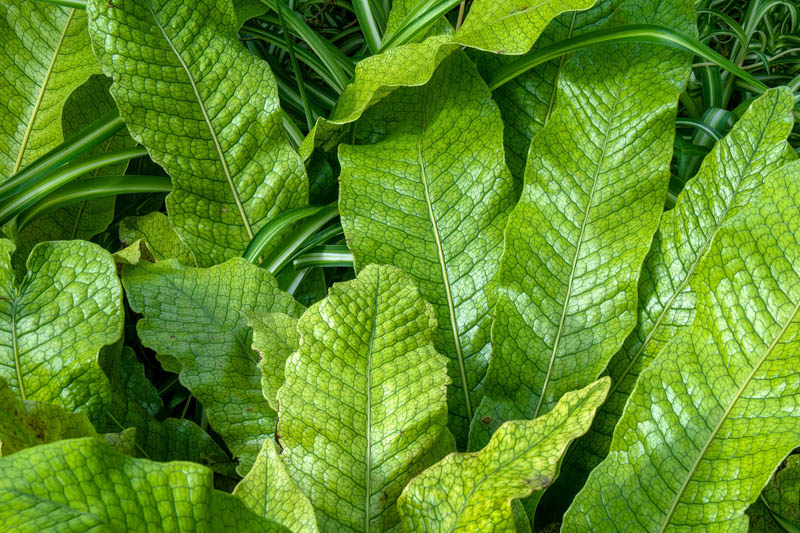 Crocodile fern, Alligator fern, microsorum musifolium, microsorum musifolium crocodyllus