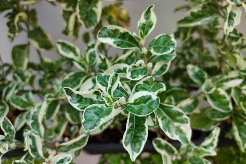 Coprosma repens Marble Queen, Marble Queen Mirror Plant , Marble Queen Looking Glass, Evergreen Shrub