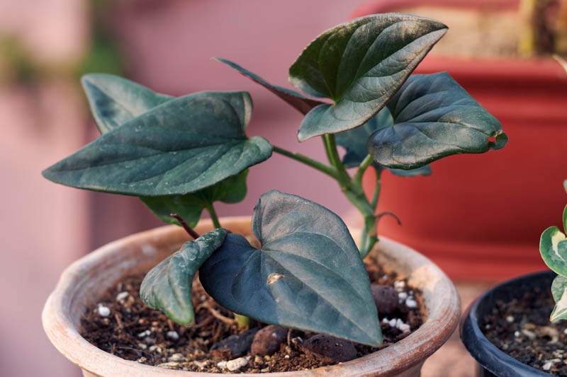 Syngonium Erythrophyllum, Red Arrow Syngonium, Terrarium, Houseplant