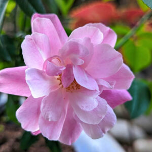 Rosa chinensis 'Old Blush', Chinese Rose, Pink Rose