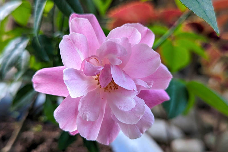 Rosa chinensis 'Old Blush', Chinese Rose, Pink Rose