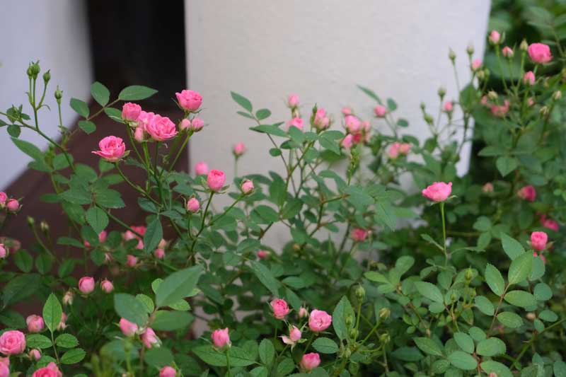 Rosa chinensis 'Old Blush', Chinese Rose, Pink Rose