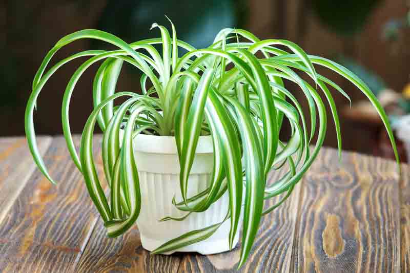 Variegated Spider Plant, Spider Plant Care, Spider Plants, Chlorophytum comosum Variegatum, Spider Ivy, Ribbon Plant, Evergreen Perennial