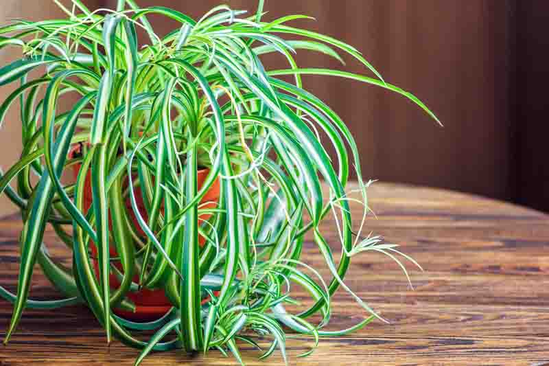 Variegated Spider Plant, Spider Plant Care, Spider Plants, Chlorophytum comosum Variegatum, Spider Ivy, Ribbon Plant, Evergreen Perennial