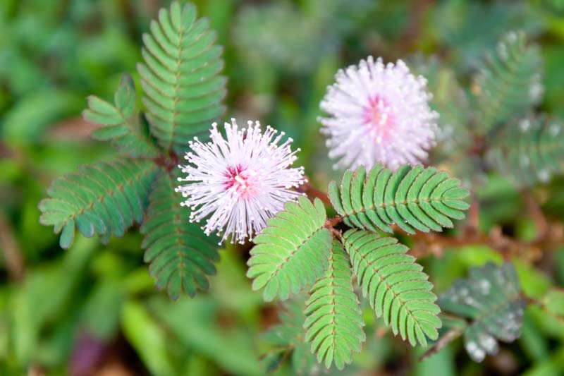 Sensitive Plant, Sleepy Plant, Action Plant, Touch-me-not, Shameplant, Mimosa pudica