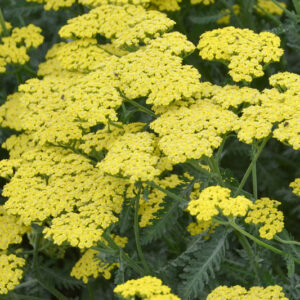 Achillea Millefolium 'Sassy Summer Lemon', Achillea 'Sassy Summer Lemon', 'Sassy Summer Lemon' Yarrow, Yellow Yarrow, Yellow Milfoil, Yellow flowers, Drought Tolerant flowers