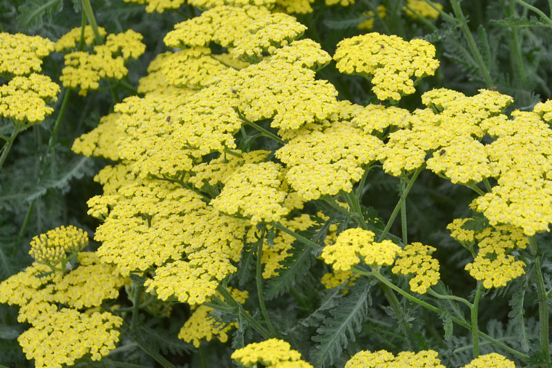 Achillea Millefolium 'Sassy Summer Lemon', Achillea 'Sassy Summer Lemon', 'Sassy Summer Lemon' Yarrow, Yellow Yarrow, Yellow Milfoil, Yellow flowers, Drought Tolerant flowers