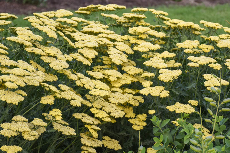Achillea Millefolium 'Sassy Summer Lemon', Achillea 'Sassy Summer Lemon', 'Sassy Summer Lemon' Yarrow, Yellow Yarrow, Yellow Milfoil, Yellow flowers, Drought Tolerant flowers