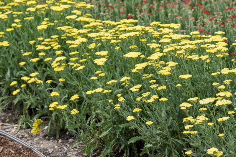 Achillea Millefolium 'Sassy Summer Lemon', Achillea 'Sassy Summer Lemon', 'Sassy Summer Lemon' Yarrow, Yellow Yarrow, Yellow Milfoil, Yellow flowers, Drought Tolerant flowers