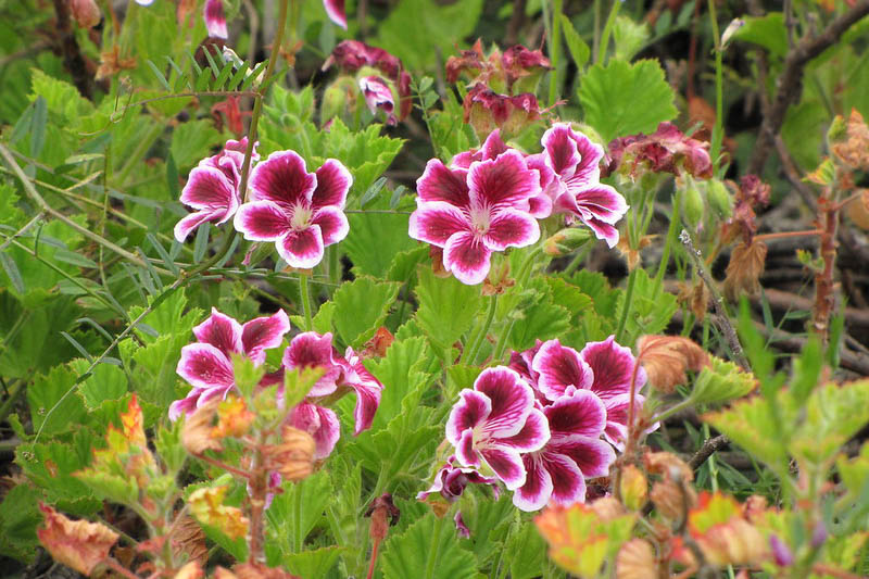 Regal Geranium, Pelargonium domesticum, Geranium