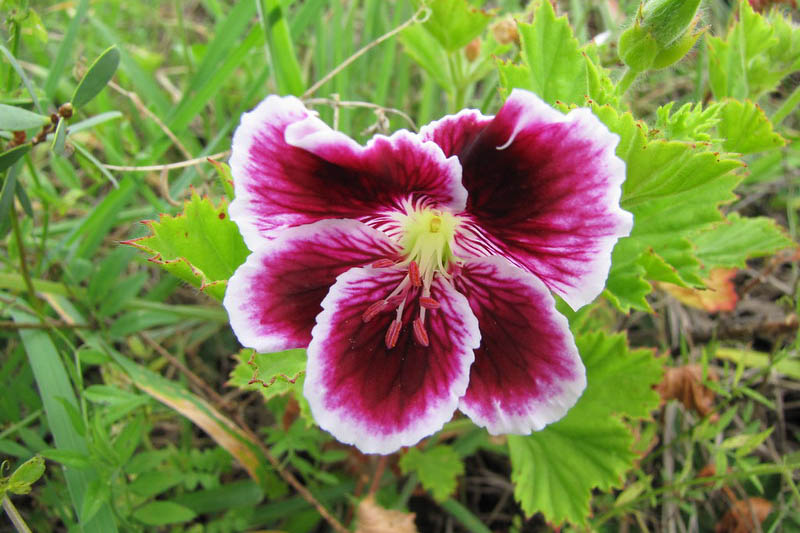 Regal Geranium, Pelargonium domesticum, Geranium