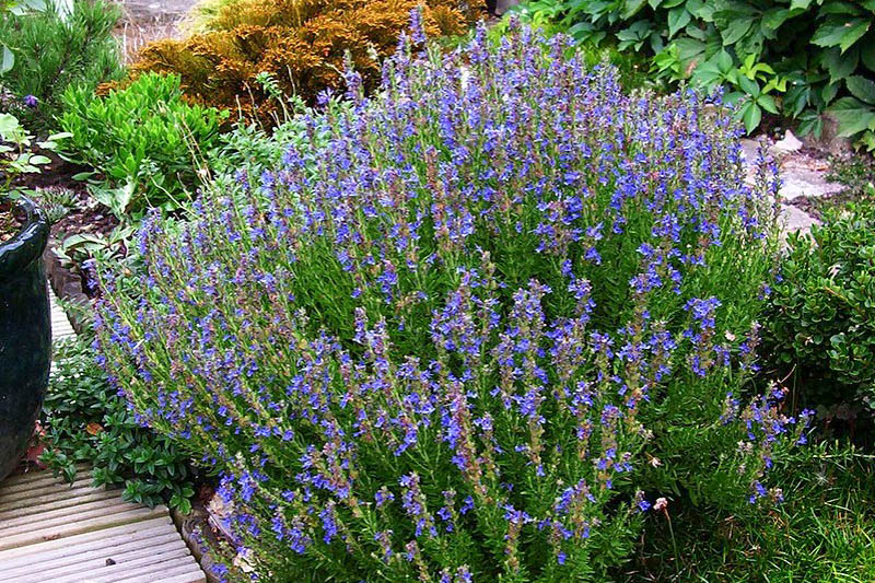 hyssopus officinalis, Hyssop. Aromatic Herb, Herb