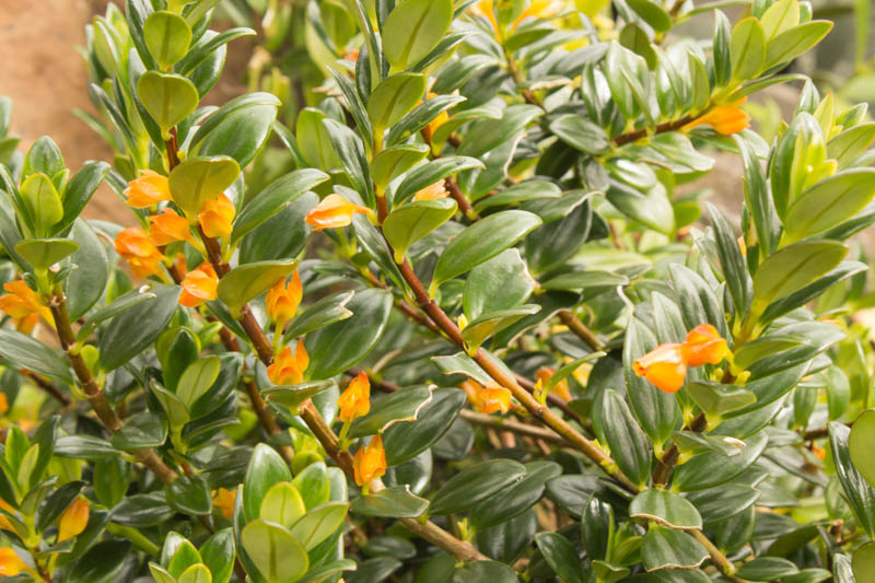 Nematanthus Gregarius, Goldfish Plant, Clog Plant, Houseplant, Terrarium
