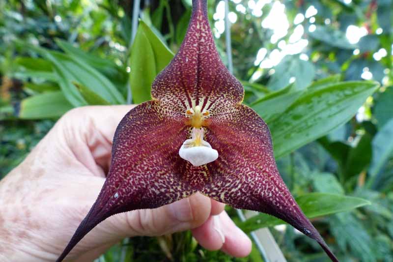 Monkey Orchids All You Need To Know