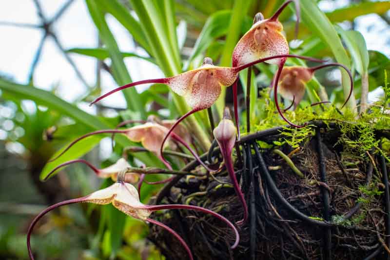 Dracula Orchid, Monkey Orchid, Orchids, Terrarium