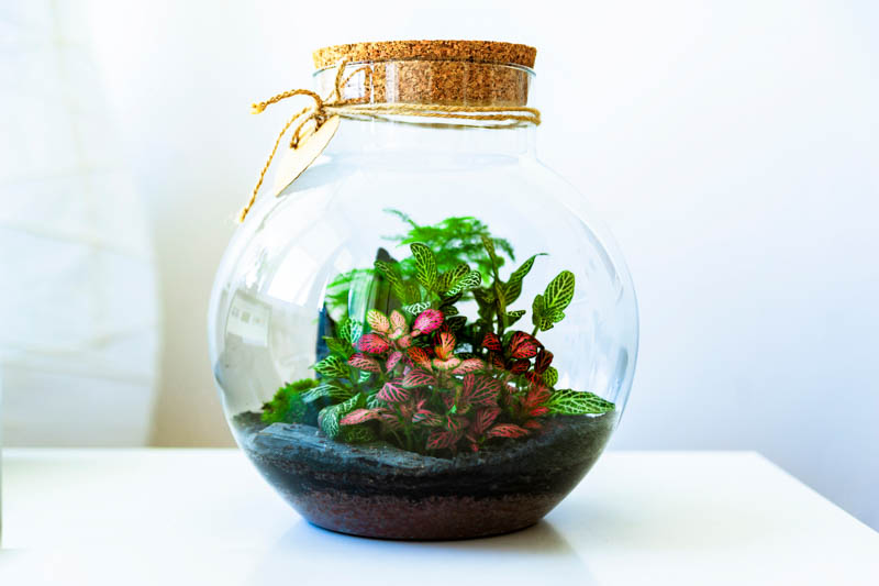 Closed Terrarium, Terrarium Plants, Terrarium
