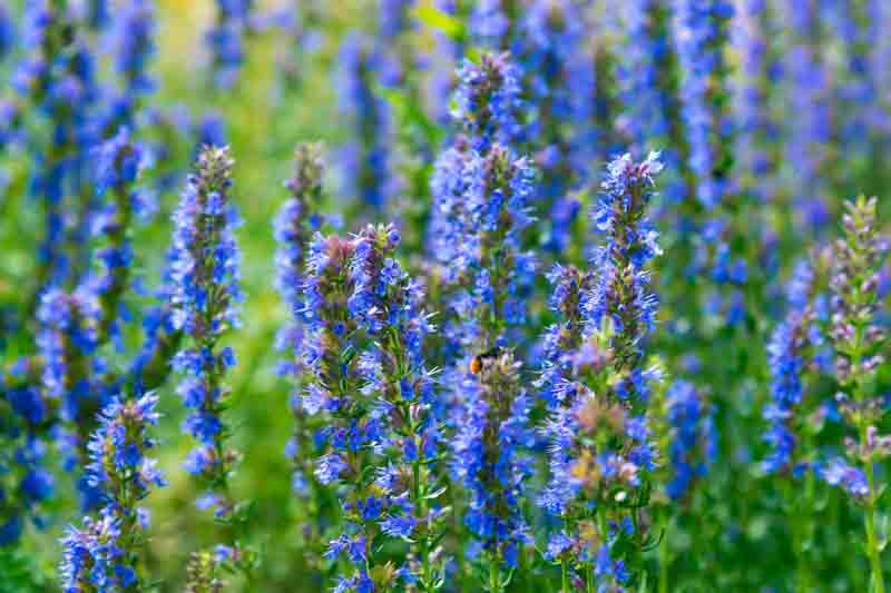hyssopus officinalis, Hyssop. Aromatic Herb, Herb