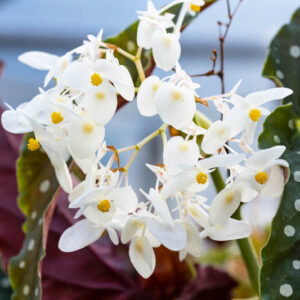 Begonia maculata, Polka Dot Begonia, Spotted Begonia, Trout Begonia