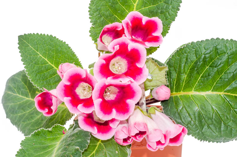 Gloxinia, Florist Gloxinia, Sinningia speciosa, Houseplant, Terrarium