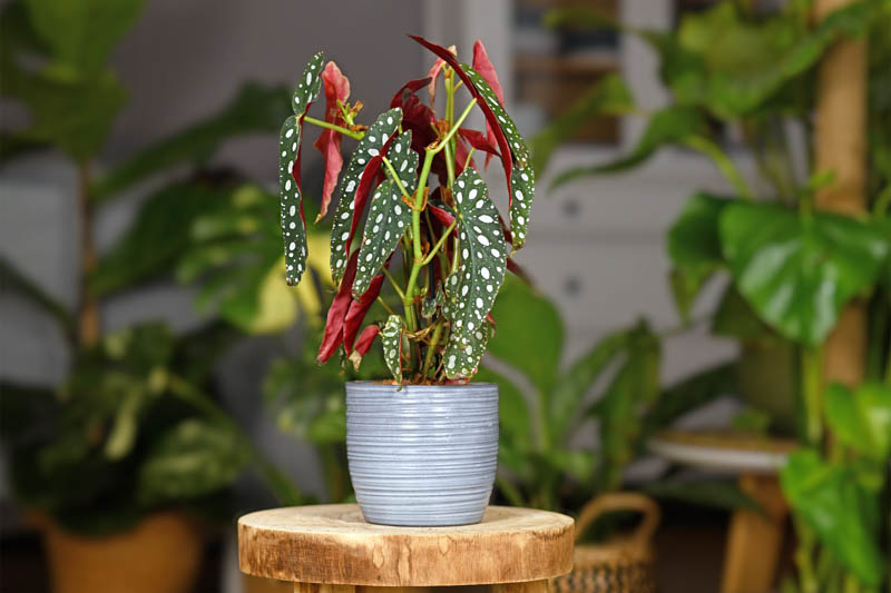 Begonia maculata, Polka Dot Begonia, Spotted Begonia, Trout Begonia