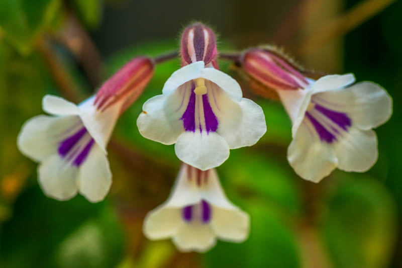 Chirita, Asian Violet, Deinostigma tamiana, Primulina tamiana, Chirita tamiana,