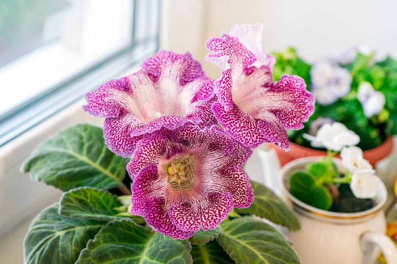 Gloxinia, Florist Gloxinia, Sinningia speciosa, Houseplant, Terrarium