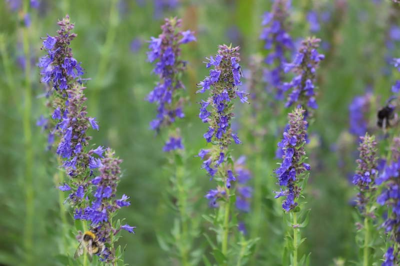 hyssopus officinalis, Hyssop. Aromatic Herb, Herb