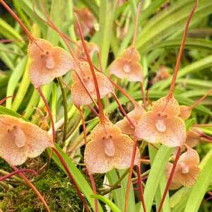 Dracula Orchid, Monkey Orchid, Orchids, Terrarium