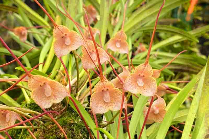 Dracula Orchid, Monkey Orchid, Orchids, Terrarium